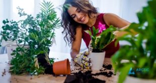 beginner guide to indoor plant care