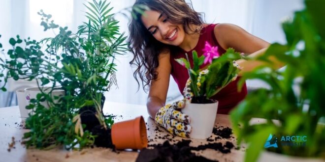beginner guide to indoor plant care