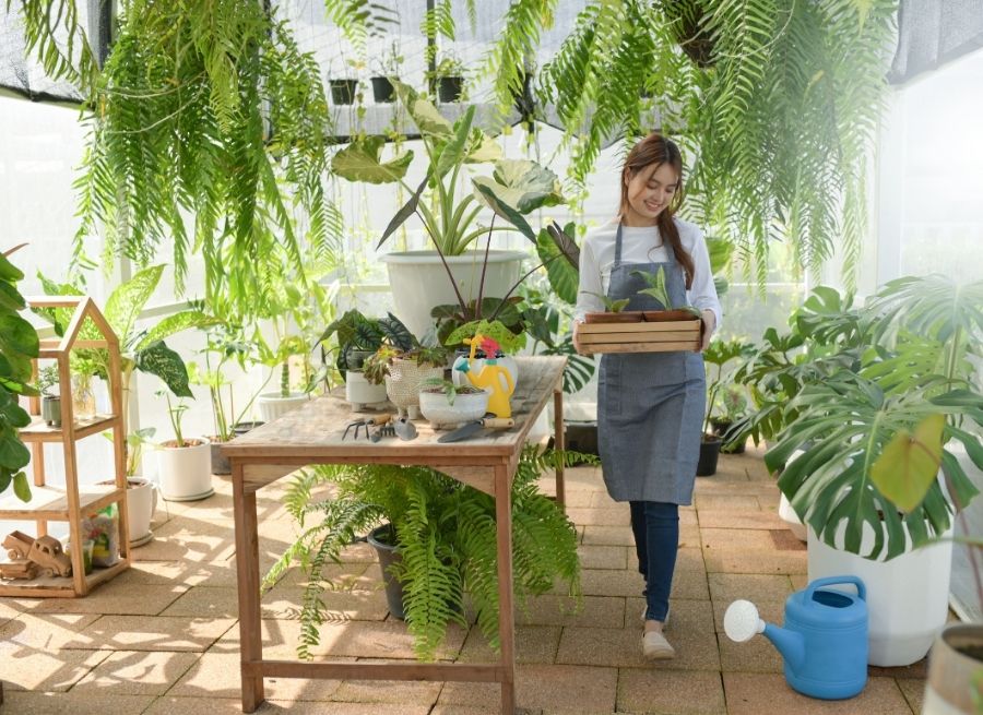 beginner guide to indoor plant care