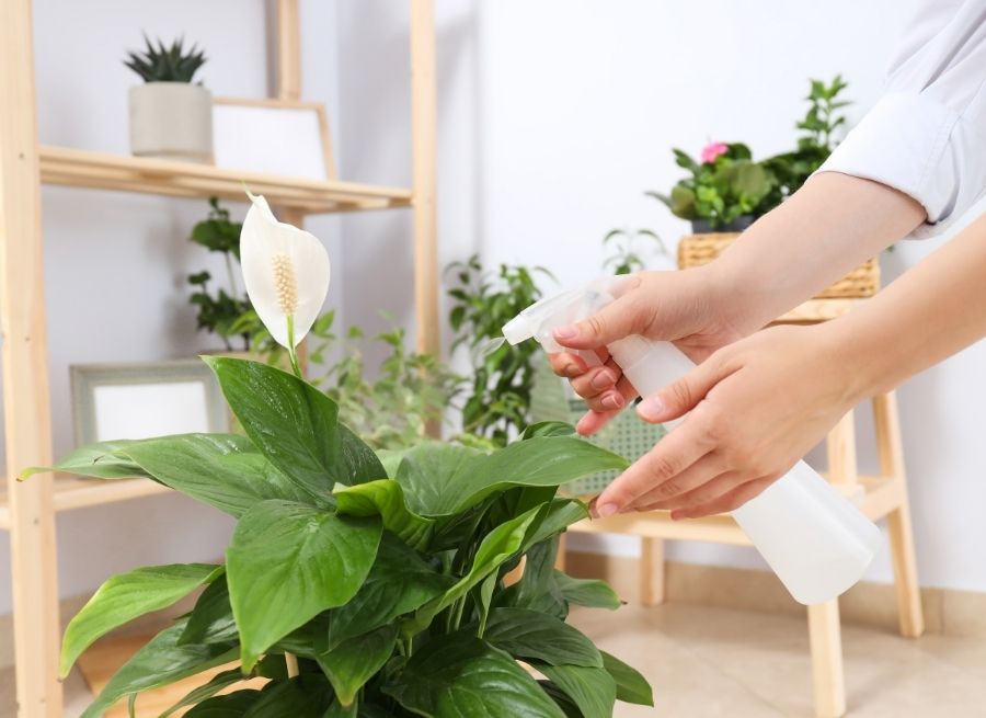 beginner guide to indoor plant care